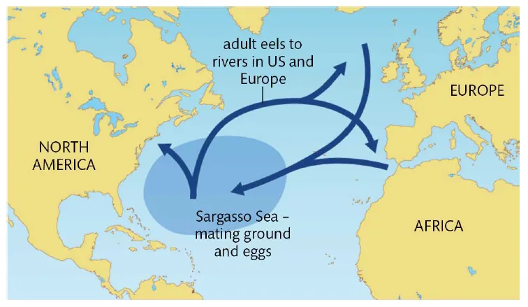 Worksheet image — map showing the migration route of European eels.